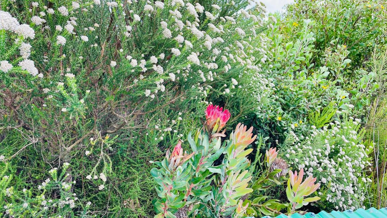 Moonriver Cottage, Prime Lagoon Views & Solar Power Knysna Esterno foto